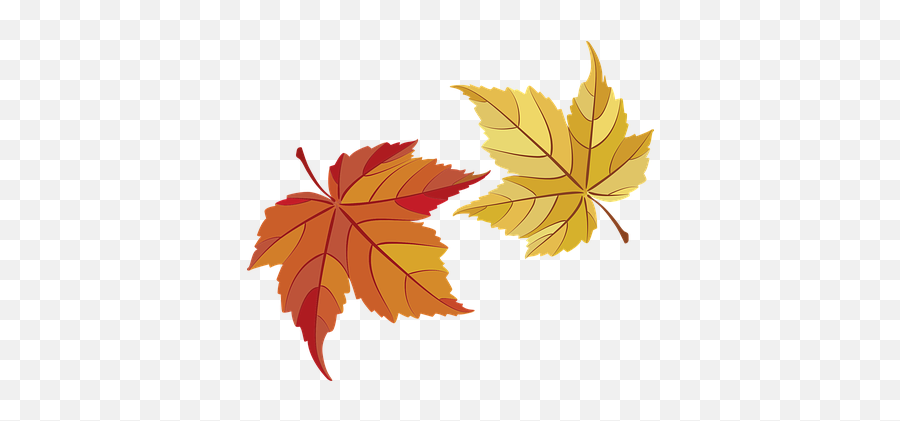 3000 Free Yellow U0026 Sun Vectors - Pixabay Leaf Emoji,Maple Leaf Emoticon