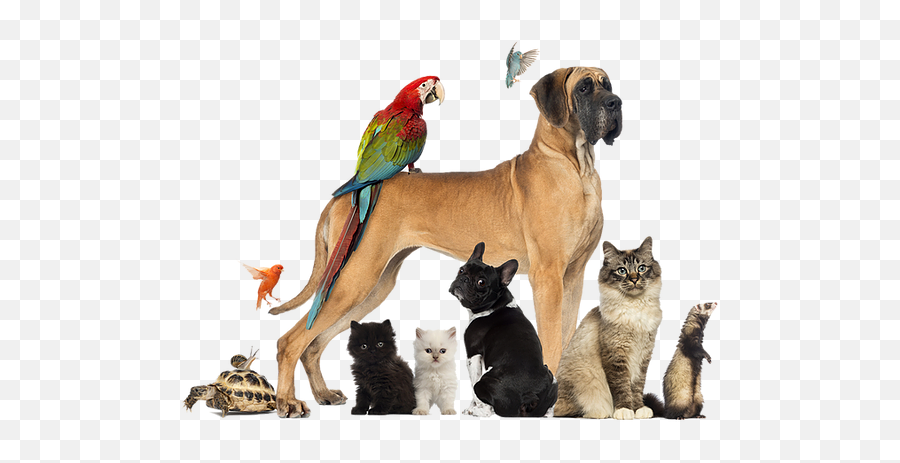 Animal Communicator Healing Touch - Animales Domesticos De Venezuela Emoji,Cats Emotions And Feelings