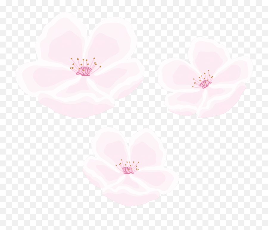 Topic For Animated Cherry Blossoms Cherry Blossom Floral - Cherry Blossom Flower Gif Emoji,Cherry Blossom Emoji