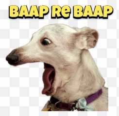 Animals Reaction - Screaming Dog Memes Gifs Emoji,Greyhound Emoji