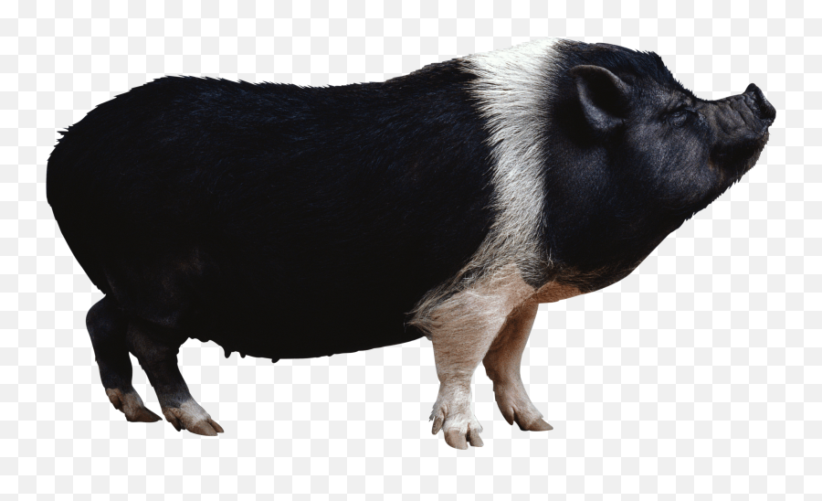 Clipart Pig Watercolor - Black Pig Png Full Size Png Black Pig Png Emoji,Guinea Pig Emoji