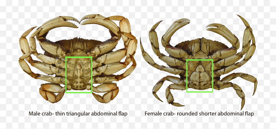 Female Blue Crab - Dungeness Crab Traps Emoji,Pinching Crab Emoticon