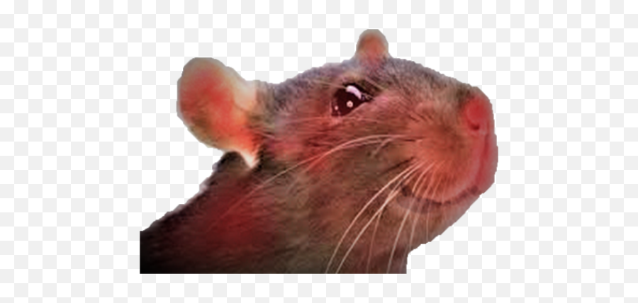 Red Rat Reader Middlecent - Close Up On A Rats Emoji,Remy The Rat What Emotion