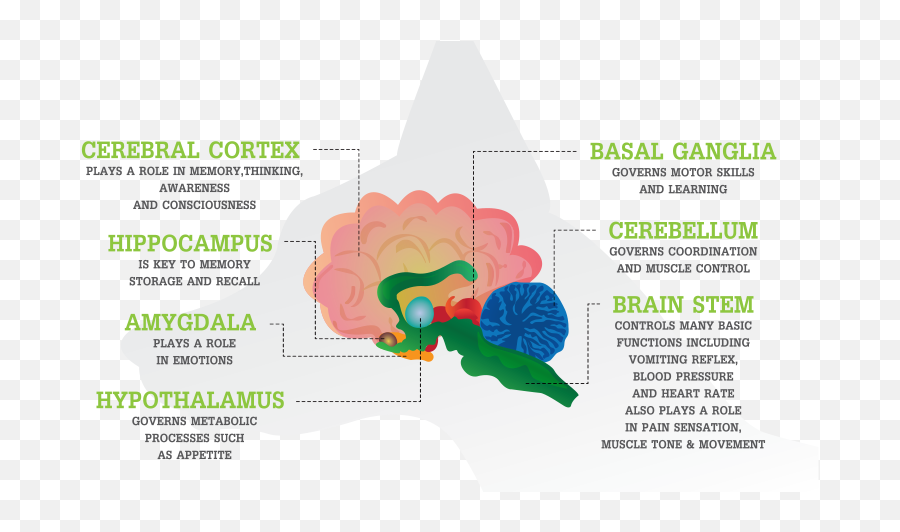 How Cbd Works Emoji,5 Organs And Emotions