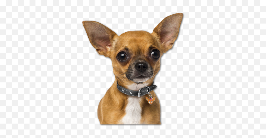 Cute Doggie Heat Transfer Vinyl - Perros Chihuahua Con Collar Emoji,Emotion Chihuahua