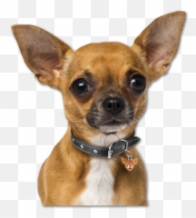 Cute Doggie Heat Transfer Vinyl - Perros Chihuahua Con Collar Emoji,Emotion Chihuahua
