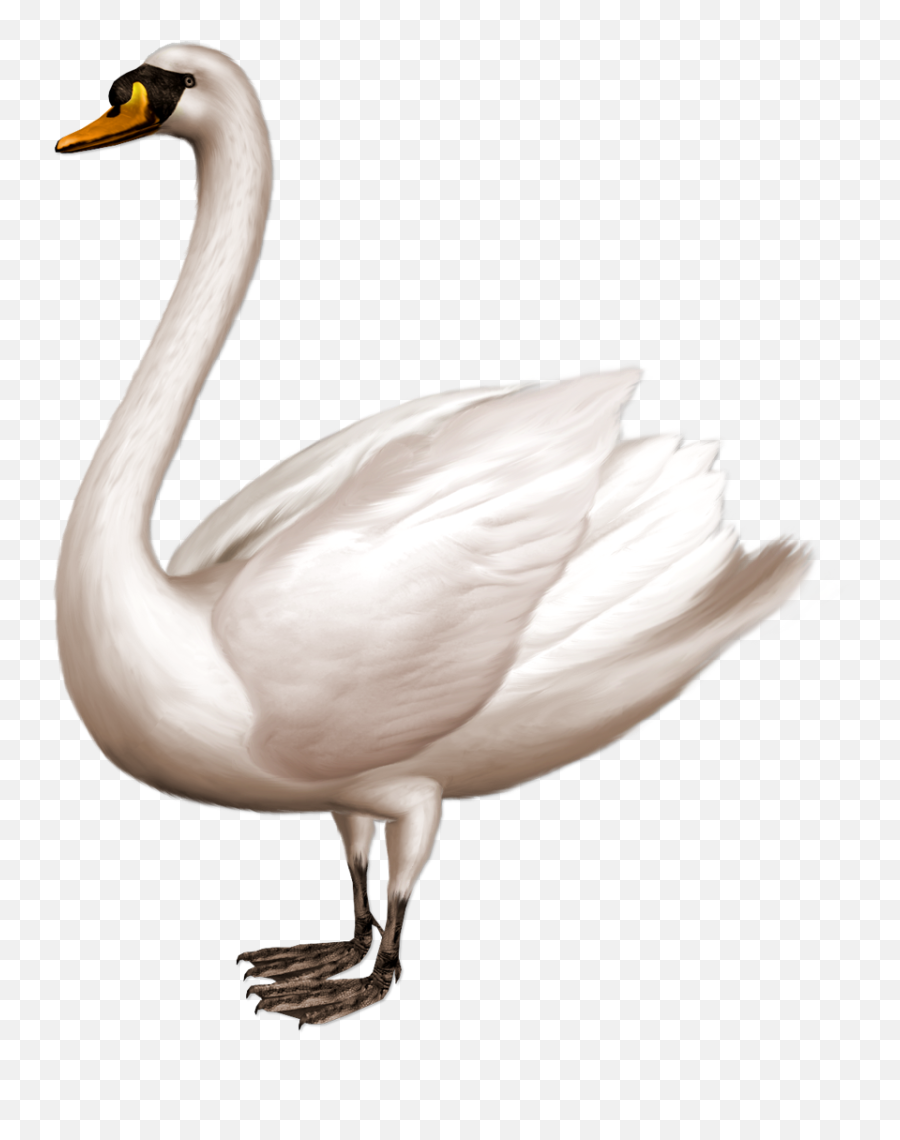 Swan Clipart Trumpeter Swan - Swan Png Transparent Png Swan Png Emoji,Is There A Swan Emoji