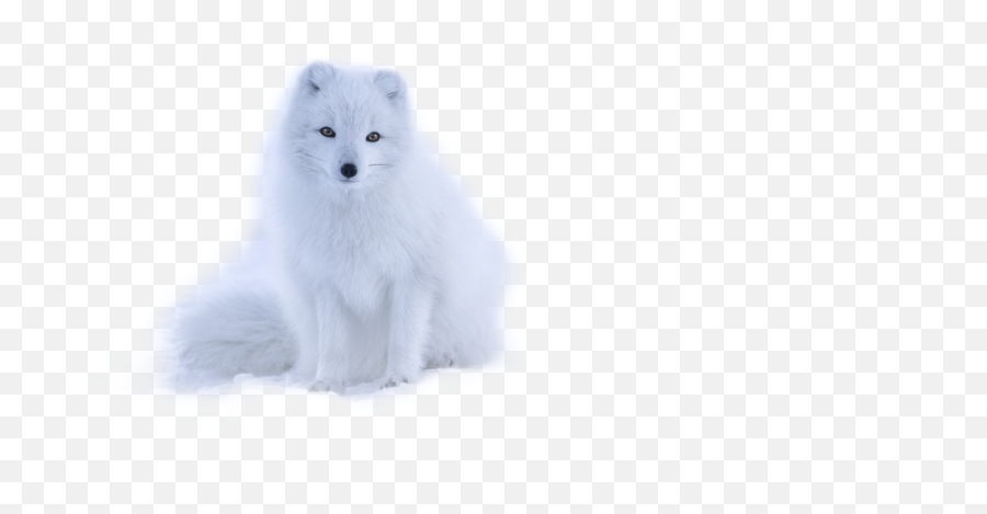 Snowfox Sticker By Sayajaymoon - Arctic Fox Emoji,Moon Love Fox Emoji