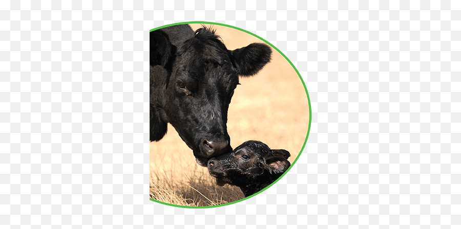 Article Humane Banding Method Now Available Worldwide - Cow Emoji,Emoticon Of A Little Calf