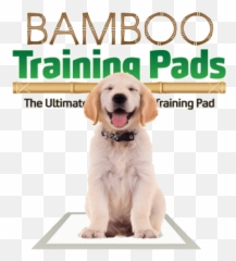 Unique Affordable Eco - Friendly Products The Green Pet Shop Biodegradable Dog Pads Emoji,Happy Birthday Emoticons With Labrador Retriever