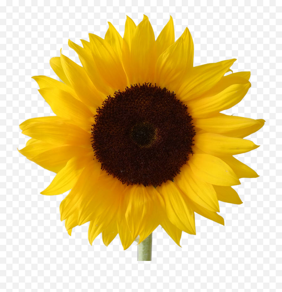 Icon Free Download Sunflower Vectors - Sunflower Emoji Transparent Background,Sunflower Emoji
