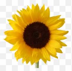 Icon Free Download Sunflower Vectors - Sunflower Emoji Transparent Background,Sunflower Emoji