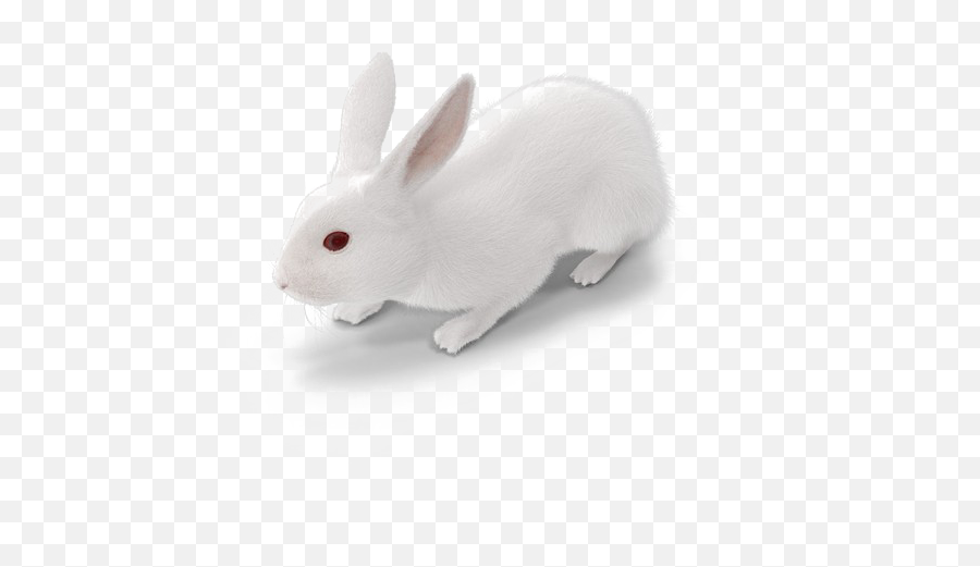 White Rabbit Png Free Download Emoji,Rabbit Emoticon Transparent Black And Wite