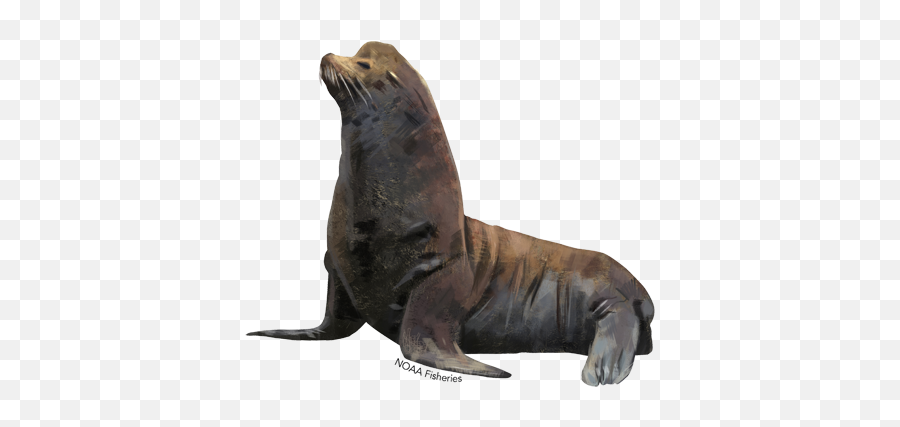 Eared Seals Png Images Transparent Background Png Play Emoji,The Sea Lion Emoji