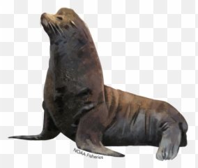 Eared Seals Png Images Transparent Background Png Play Emoji,The Sea Lion Emoji