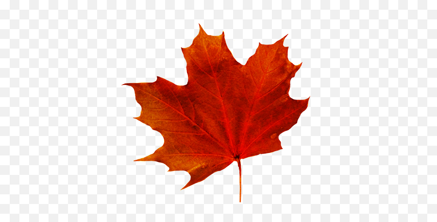 Fall Leaves Clip Art Beautiful Autumn Clipart 3 - Clipartix Emoji,Leaf Emoji