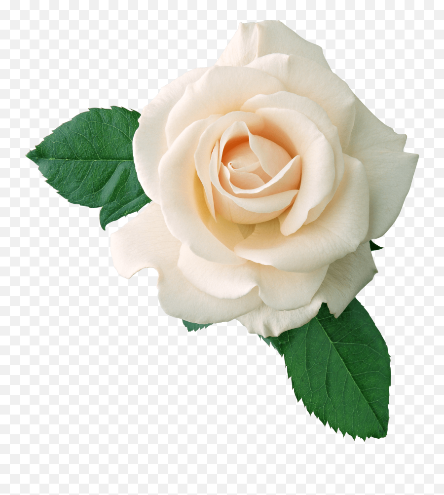 Transparent Png Images Roses - White Rose Png Emoji,Guns N Roses Emoji