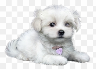 Puppy Images Cartoon Animals Puppy - Perrito Blanco Png Emoji,Maltese Emoji