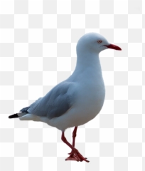 80s Electronic - Seagull Png Emoji,Ric Ocasek Emotion In Motion Lyrics