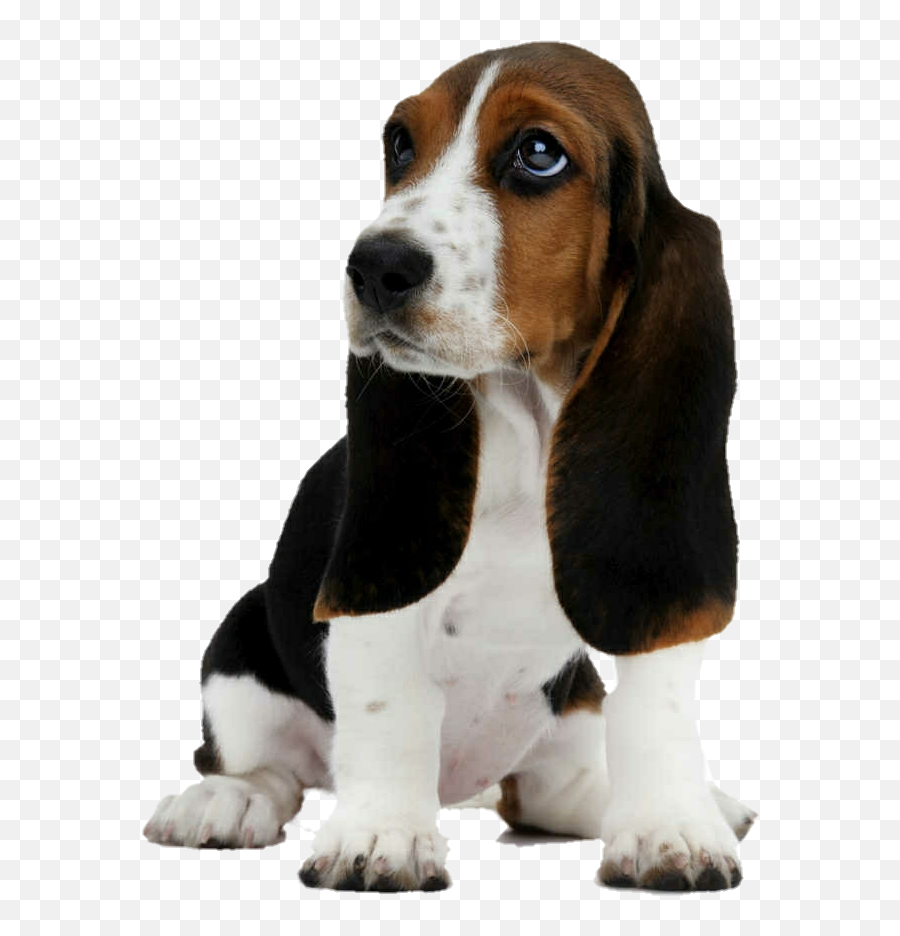 Popular And Trending - Cute Basset Hound Puppies Emoji,Basset Hound Emoji