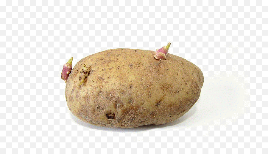 Sweet Potato Ipomoea Batatas Classification - Potato With Sprouts Emoji,Android Emoticon Sweet Potato Meanings