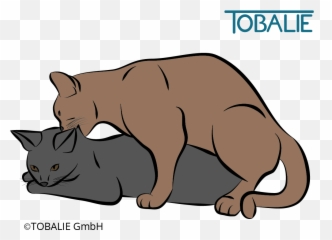 Sex Among Cats - Domestic Cat Emoji,Ech Cat Emotion