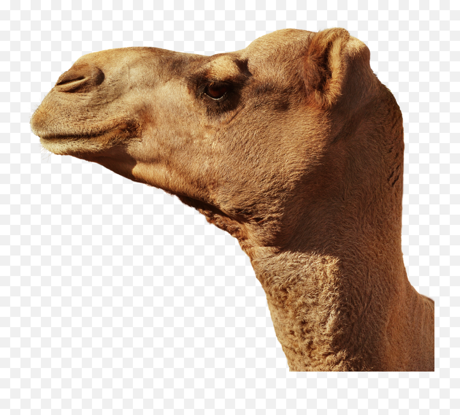 Camel Animal Animal Head Portrait Isolatedcamel Animal - Camel Head White Background Emoji,Emotions Music Video Animals