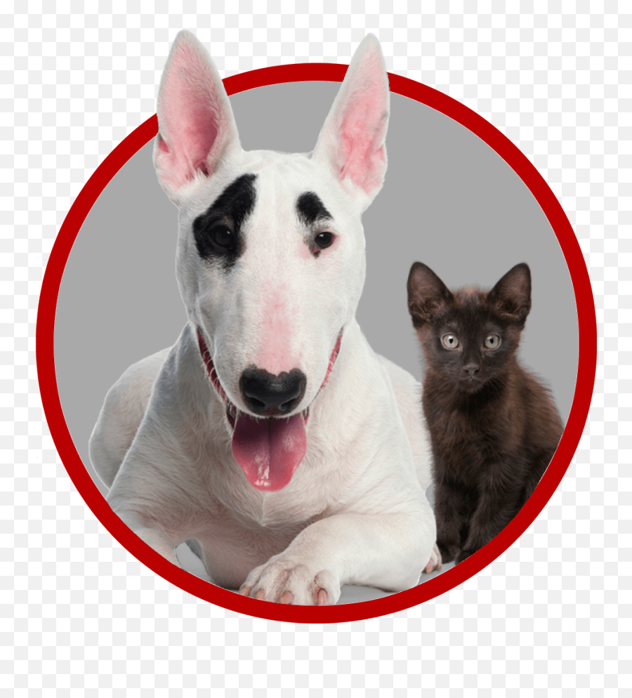Your Cats Whiskers - Bull Terrier 6 Meses Emoji,Inside Out Dog And Cat Emotions