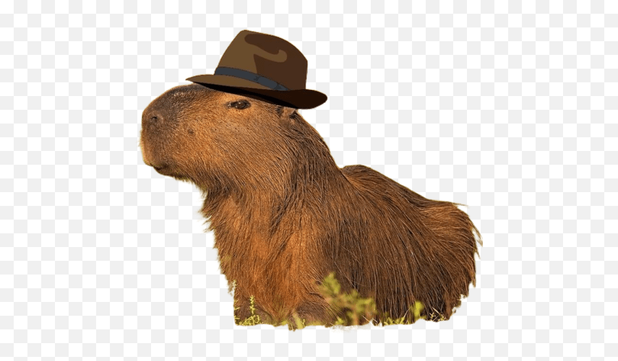 Carpinchos Emoji,Capybara Emoticon