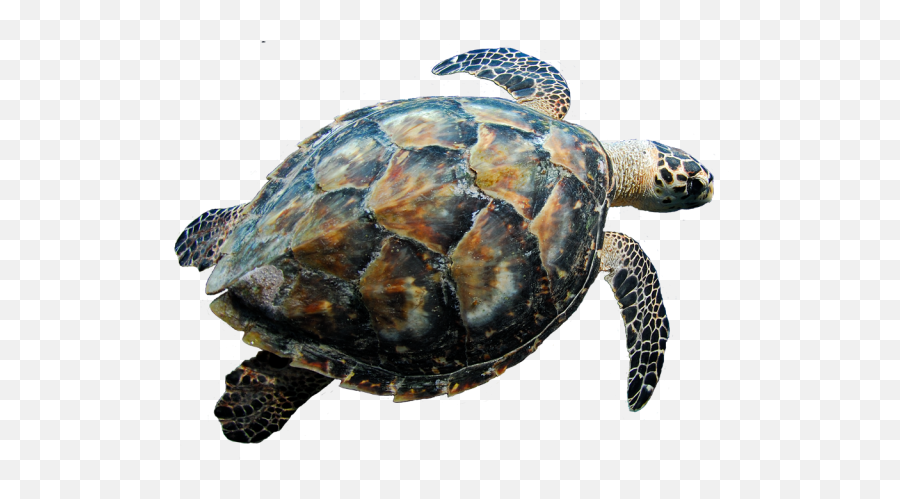Turtle Png - Turtle Transparent Png Emoji,Sea Turtle Emoji