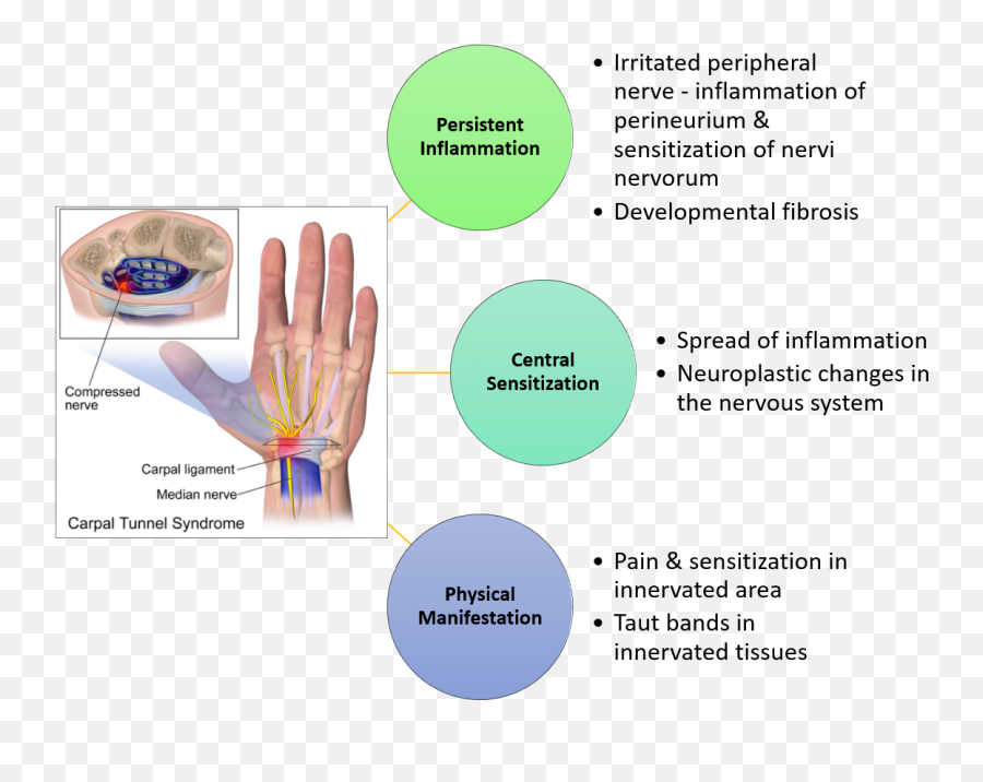 Carpal Tunnel Syndrome U2014 Richard Lebert Registered Massage Emoji,Sloth Emotion Chart