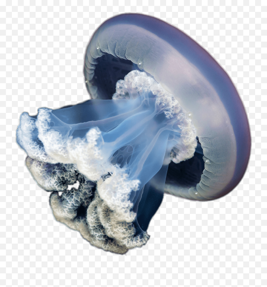 Jellyfish Transparent Png - Stickpng Emoji,Downloadable Emoticons Jellyfish