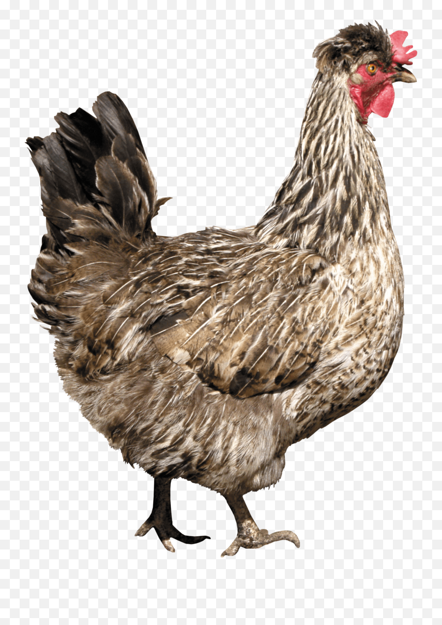 Chicken Png Image Image With - Chicken Png Emoji,Chicken Emotions