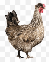 Chicken Png Image Image With - Chicken Png Emoji,Chicken Emotions