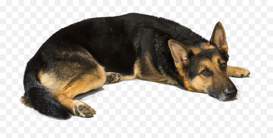 German Shepherd Png Resolution1170x780 Transparent Png - Dog German Shepherd Png Emoji,Shepherd Emoji German Shepherd Png Resolution1170x780 Transparent Png - Dog German Shepherd Png Emoji,Shepherd Emoji
