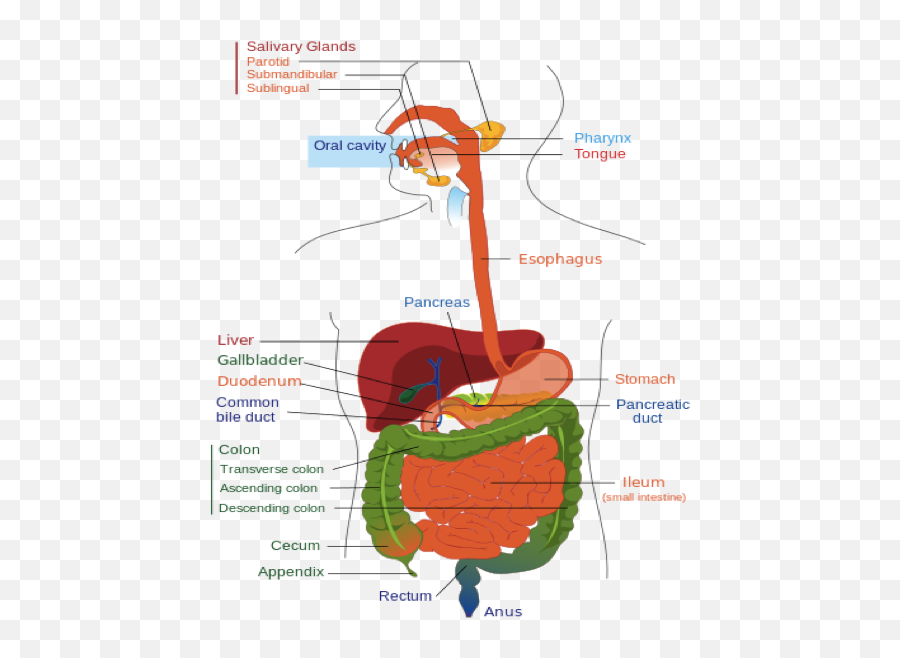 Gastrointestinal Oncology Surgery Emoji,Emotions Spleen Pancreas