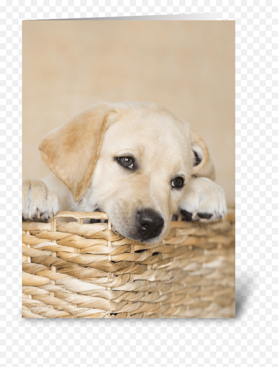 Lab Puppy Natural Any Occasion - Labrador Retriever Emoji,Happy Birthday Emoticons With Labrador Retriever