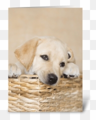 Lab Puppy Natural Any Occasion - Labrador Retriever Emoji,Happy Birthday Emoticons With Labrador Retriever