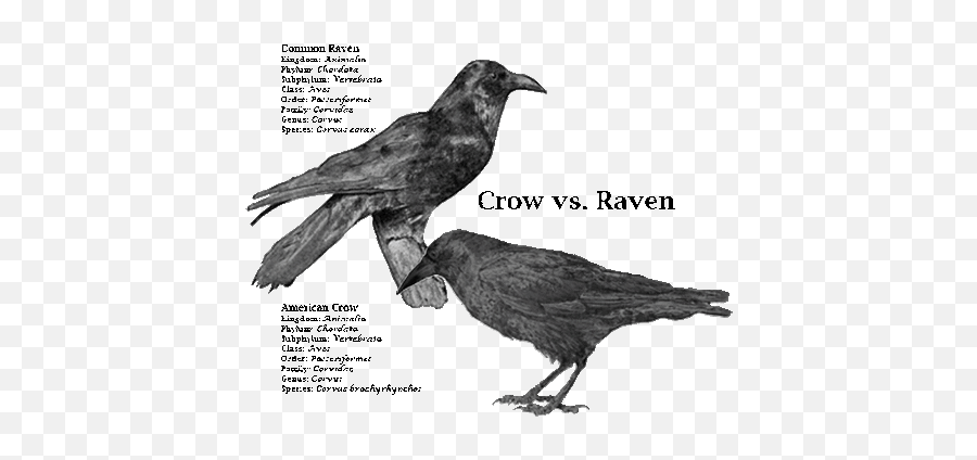 Zoology - Crow Blackbird Raven Emoji,Raven Emotions Wiki