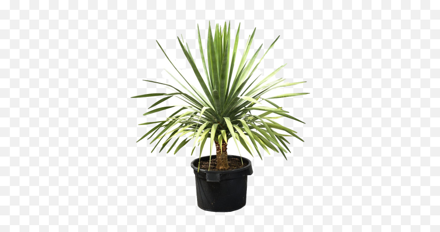 10 Easy To Maintain Houseplants - Dragon Tree Emoji,Don't Forget To Get Some H20 Houseplant With Emotions