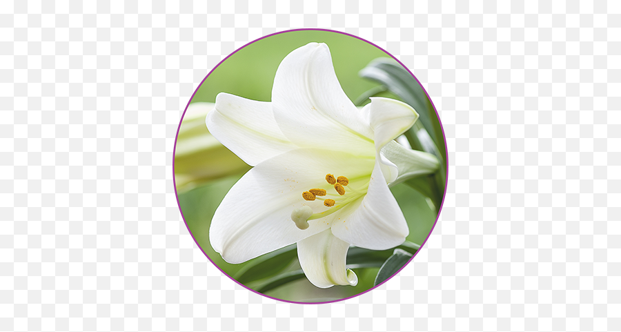 Spring Flowers - Madonna Lily Emoji,Daffodil Pink Emotion