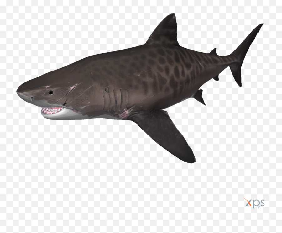 Tiger Shark Depth Megalodon - Tiger Shark Clear Background Emoji,Shark Emoticon Depth