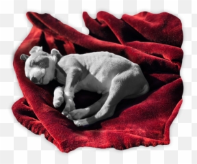 We Saved A Puppy - Soft Emoji,Mamasitas Emojis