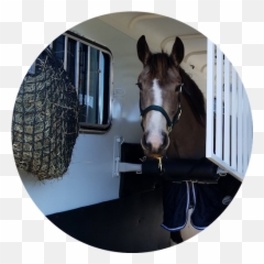 Balanced Ride Trailers Emoji,Facebook Emoticons. Rearing Horse