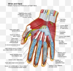 Is There Any Real Science Behind The Zyto Or Other Emoji,Meridian Tooth Charts Emotions Lack Of Money And Organs