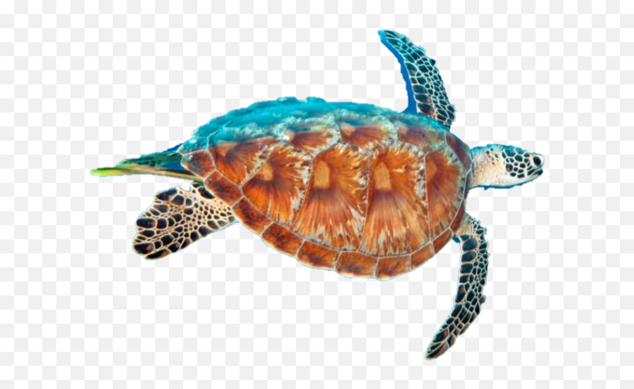 Conservation Status Of Each Turtle Species In Florida Emoji,Comparing Turtle Emojis Tumblr