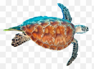 Conservation Status Of Each Turtle Species In Florida Emoji,Comparing Turtle Emojis Tumblr