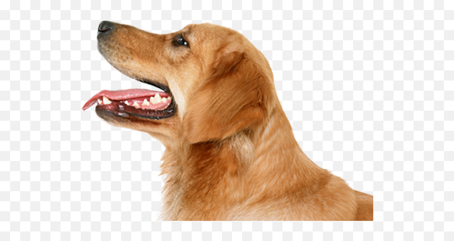 Dog Face Png Pic Png Mart Emoji,Dog Face Emoji Png