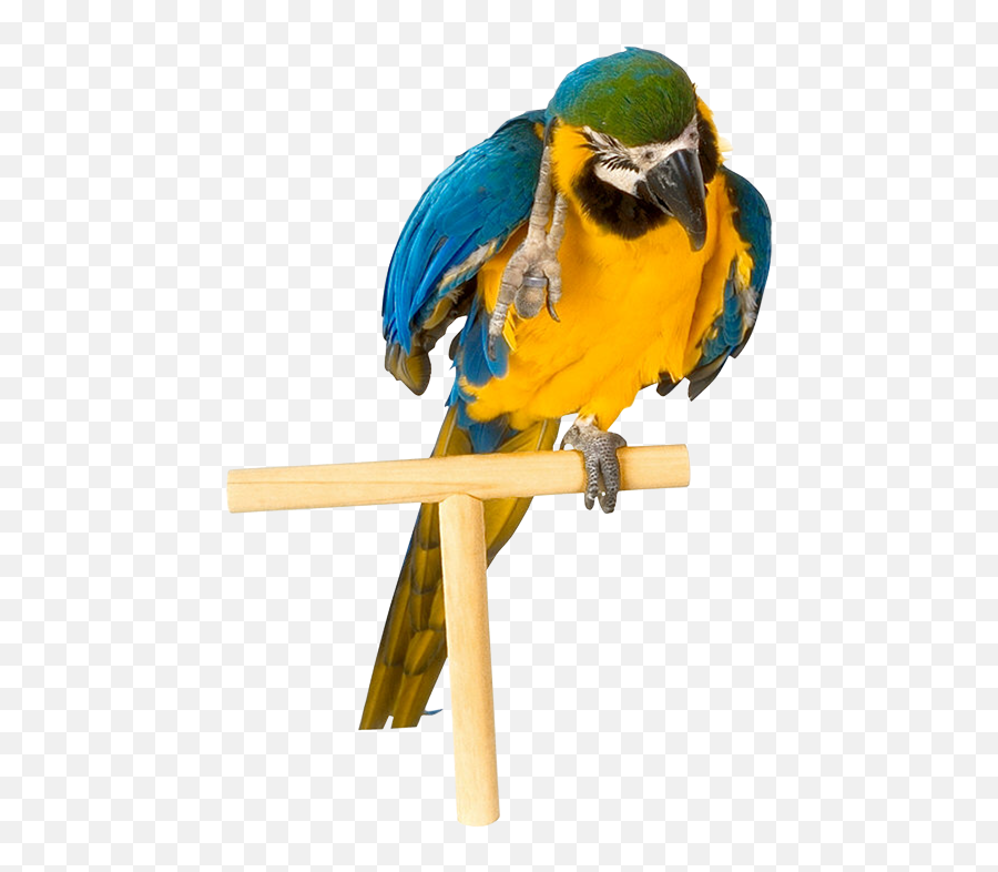 Parrot Png Images Free Pictures Download Emoji,Spinning Parrot Emoji