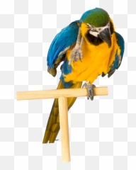 Parrot Png Images Free Pictures Download Emoji,Spinning Parrot Emoji